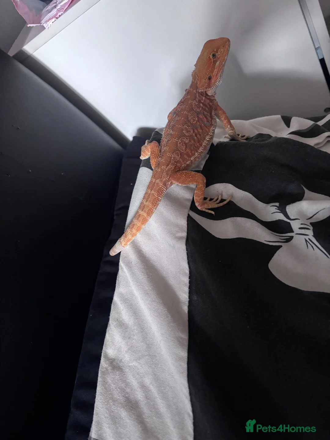 Bearded Dragon reptiles for sale: Bearded dragon and full tank set up  - Advert 3