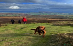 Cocker Spaniel dogs for stud: Working cocker for stud in Darlington - Image 3