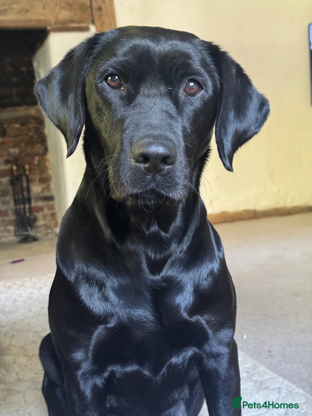 Labrador Retriever dogs for sale: Exceptionally health tested KC pups - Advert 2