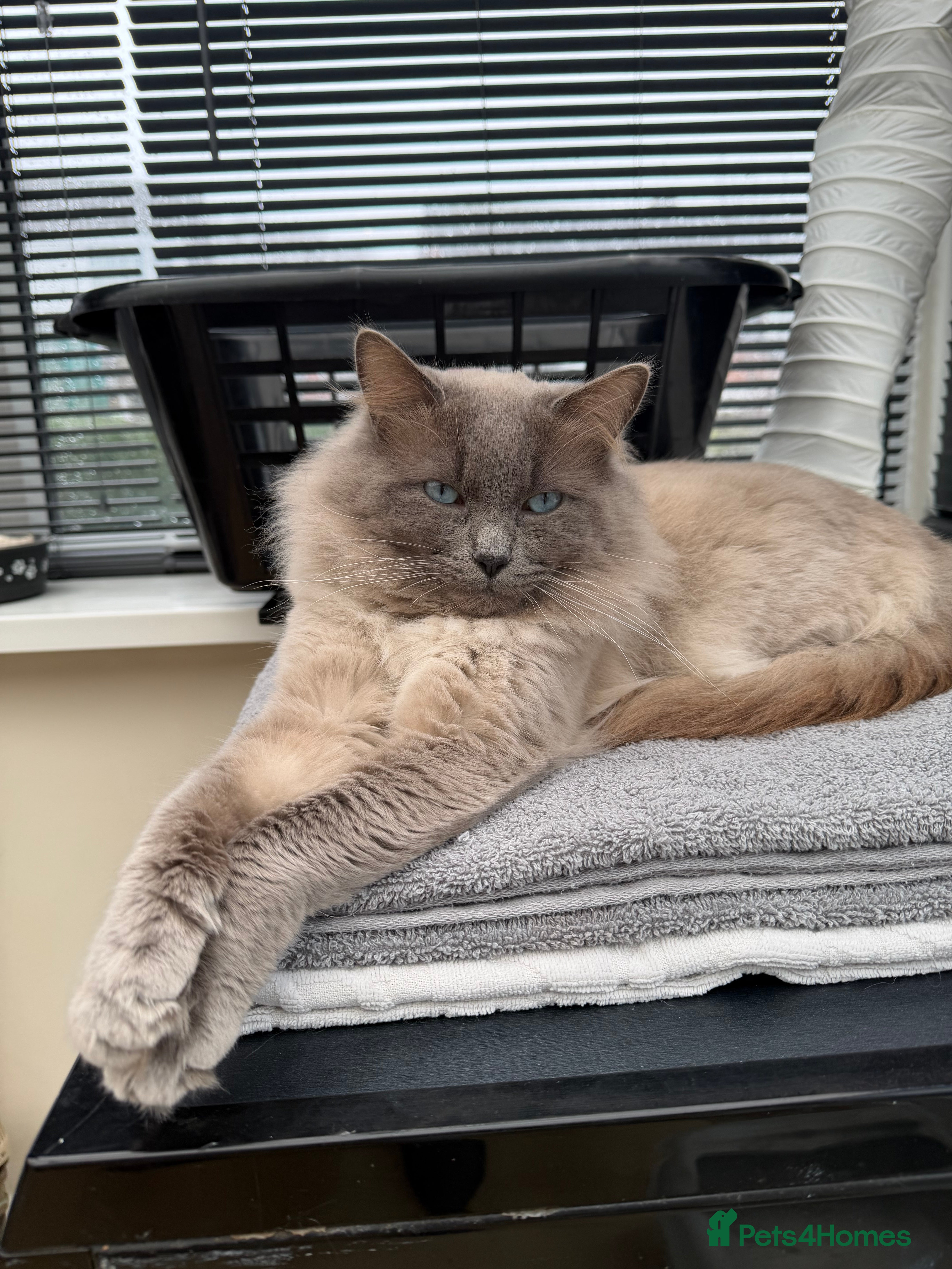 Ragdoll cats Male blue point ragdoll  - Advert 2