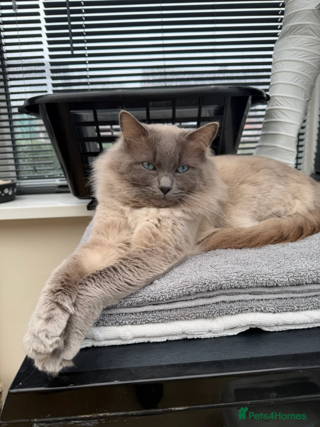 Ragdoll cats for sale: Male blue point ragdoll  - Advert 1