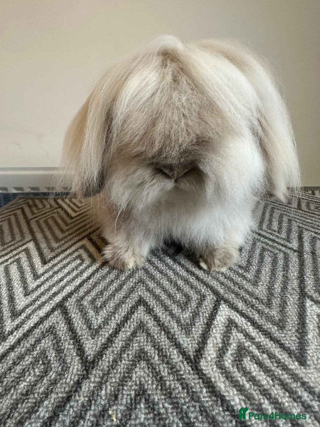 Mini Lion Lop rabbits for sale: mini lion lop  - Image 2