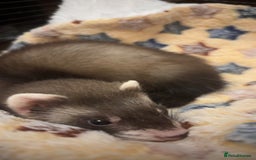 Ferret rodents for sale: 2 hobs - Image 6