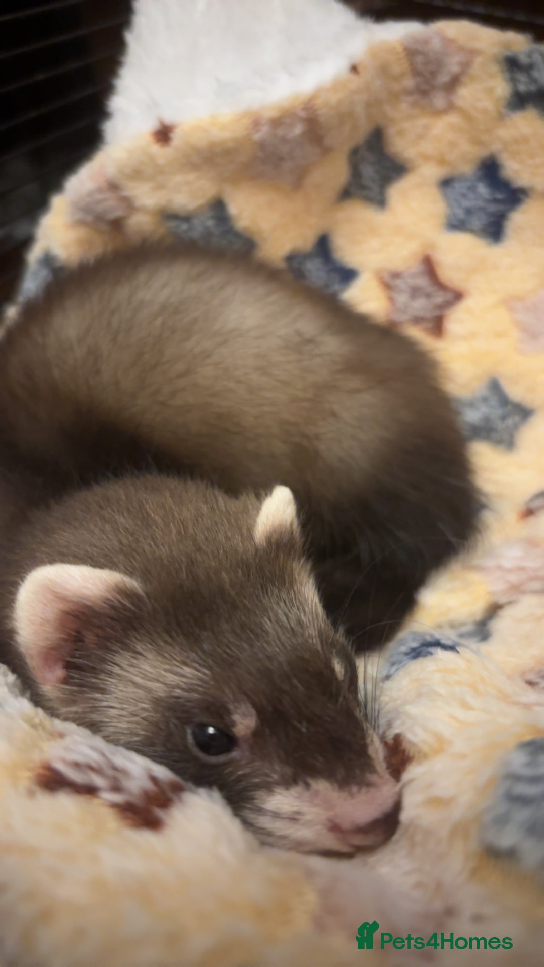 Ferret rodents for sale: 2 hobs - Image 6