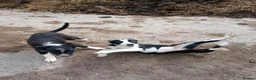 Border Collie dogs for sale: 3 bitch border collies 12 weeks old - Advert 2