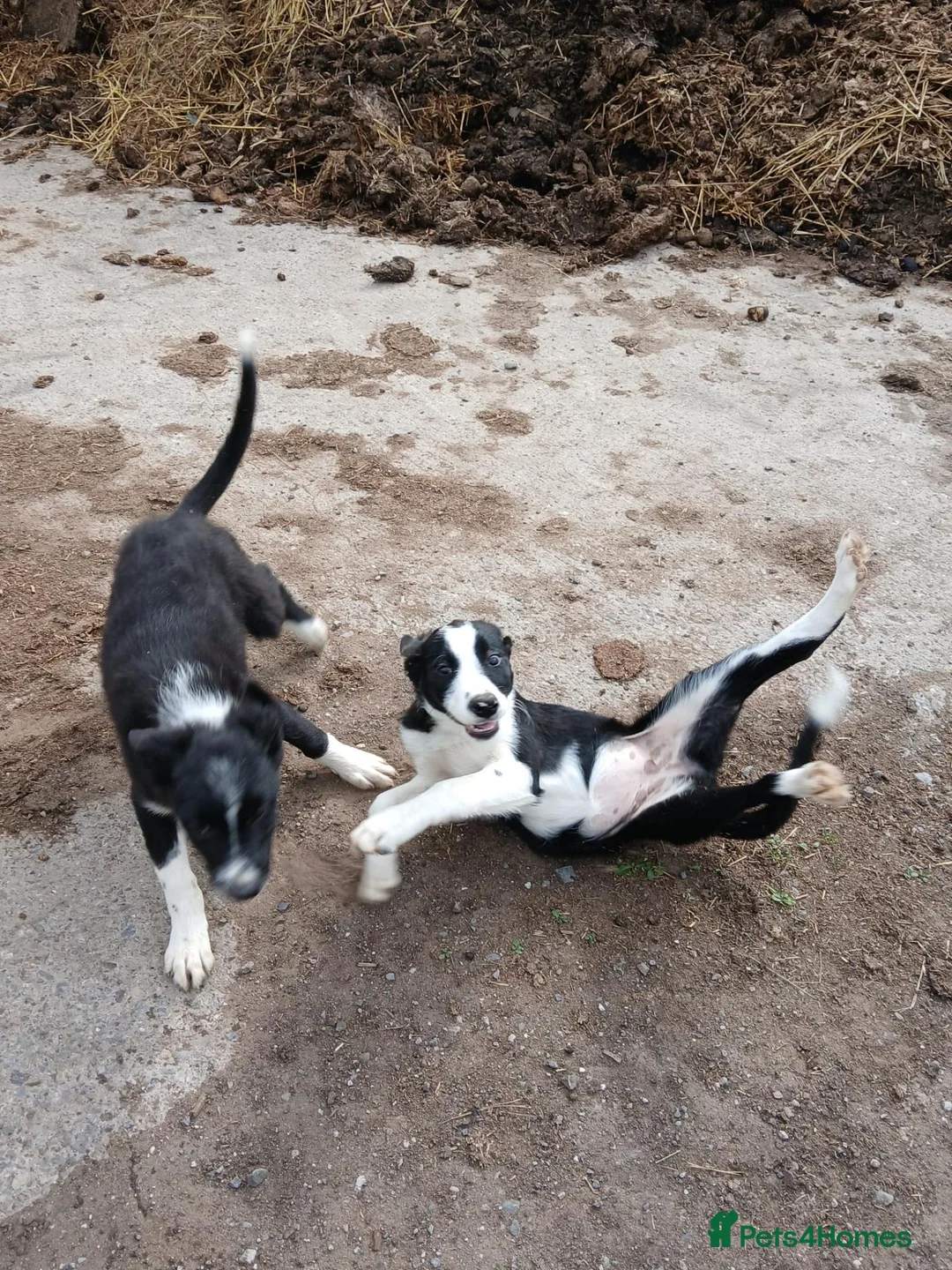 Border Collie dogs for sale: 3 bitch border collies 12 weeks old - Advert 2