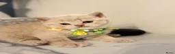 Scottish Fold cats for sale: Last female Scottish fold kittens 🐾 - Advert 33