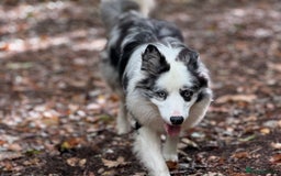 Border Collie dogs for stud: Blue Merle Border Collie Looking for Girlfriend - Image 9