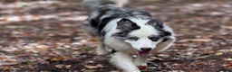 Border Collie dogs for stud: Blue Merle Border Collie **Stud** - Advert 9