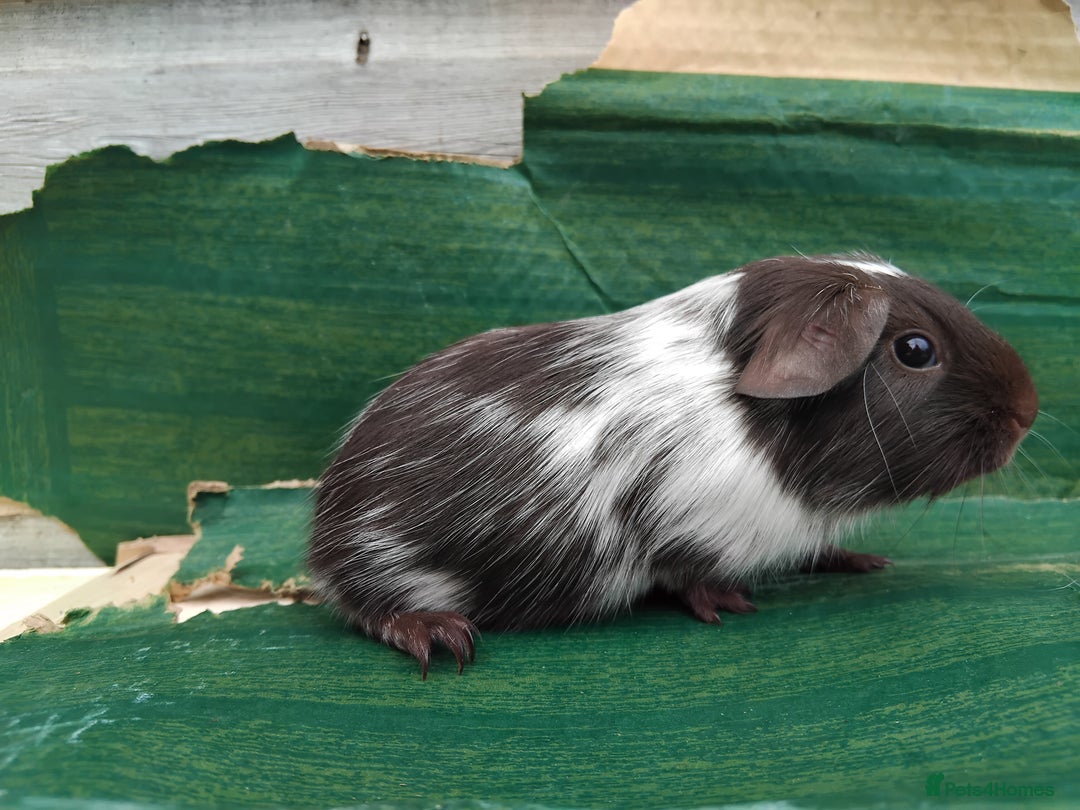 Guinea Pig rodents for sale: Baby Sows. Swiss, Self and Dalmation. - Image 14