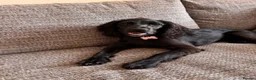 Cocker Spaniel dogs for sale: Cockerspaniel  in Tamworth - Advert 4