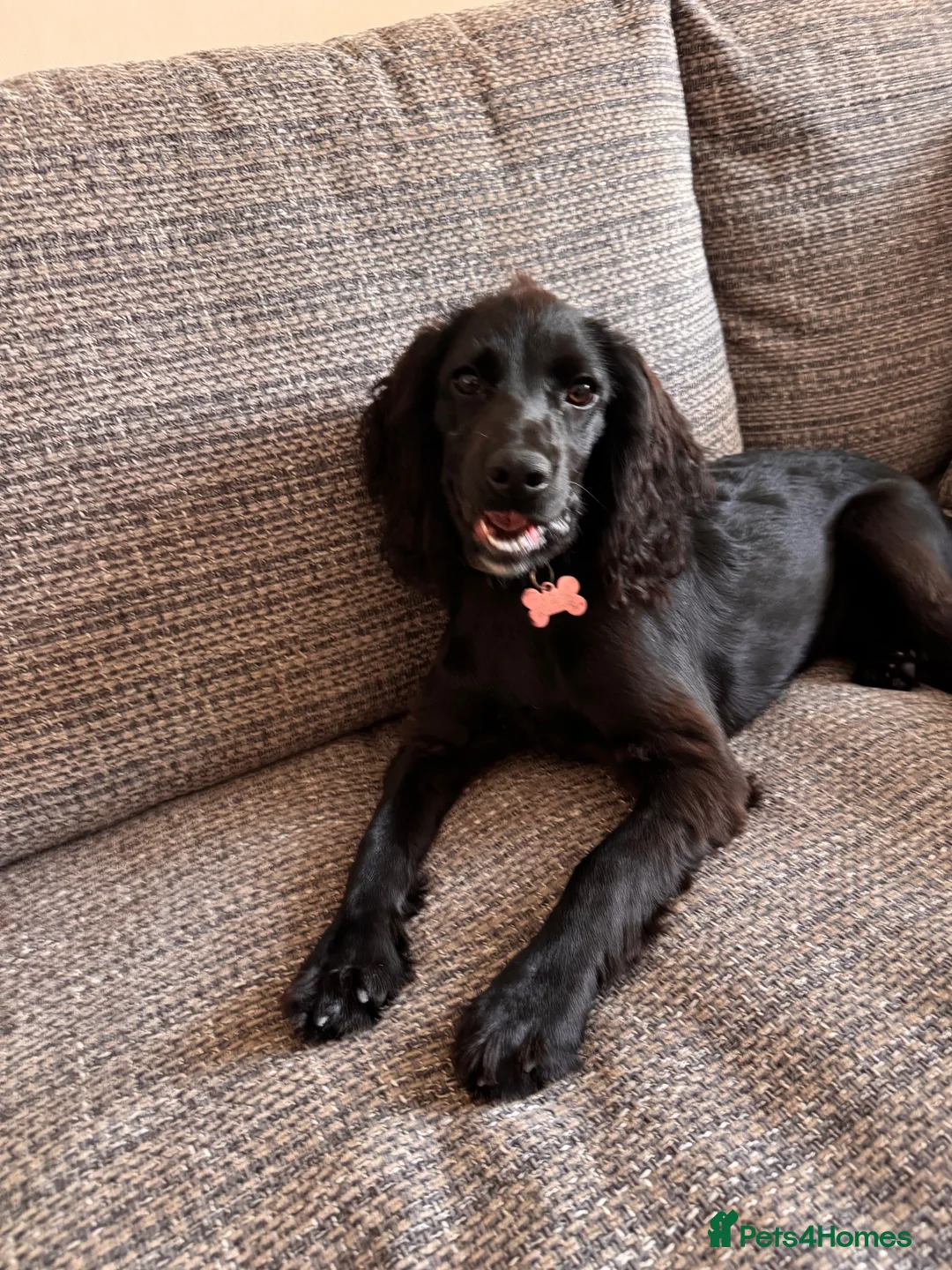 Cocker Spaniel dogs for sale: Cockerspaniel  in Tamworth - Advert 4