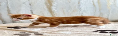 Dark ginger kitten 