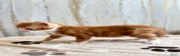 Mixed Breed cats for sale: Bengal/ tabby mixed kittens - Advert 6