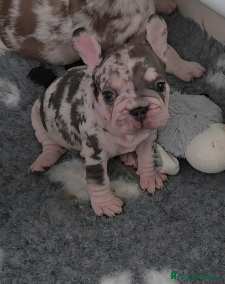 French Bulldog dogs  French Bulldog Pups ready to leave  - Advert 1