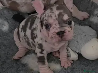 French Bulldog dogs French Bulldog Pups ready to leave - Advert 1
