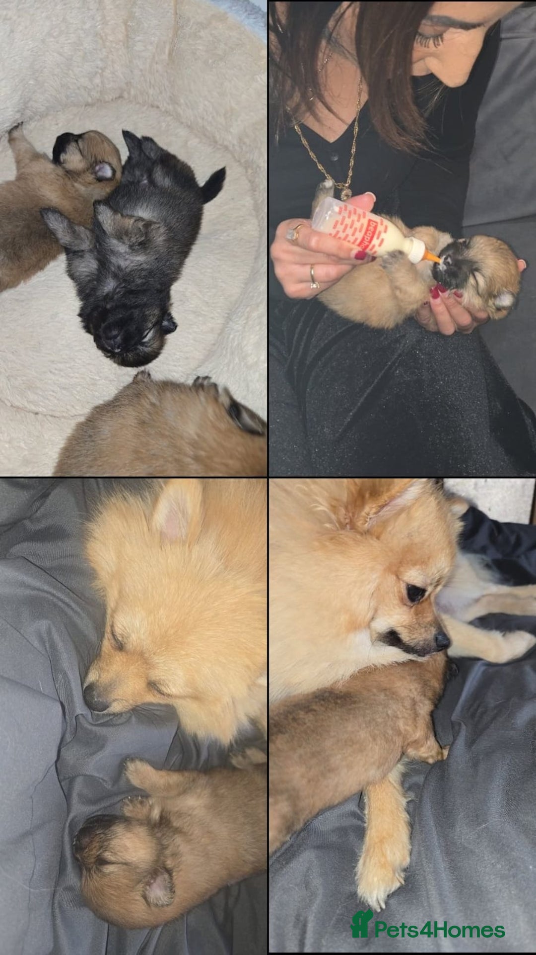 Pomeranian dogs for sale: **** ** ** POMERANIAN PUPPIES **** - Image 11