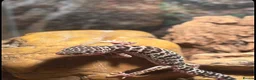 Leopard Gecko reptiles for sale: Snow tug leopard gecko and full set up - Advert 4