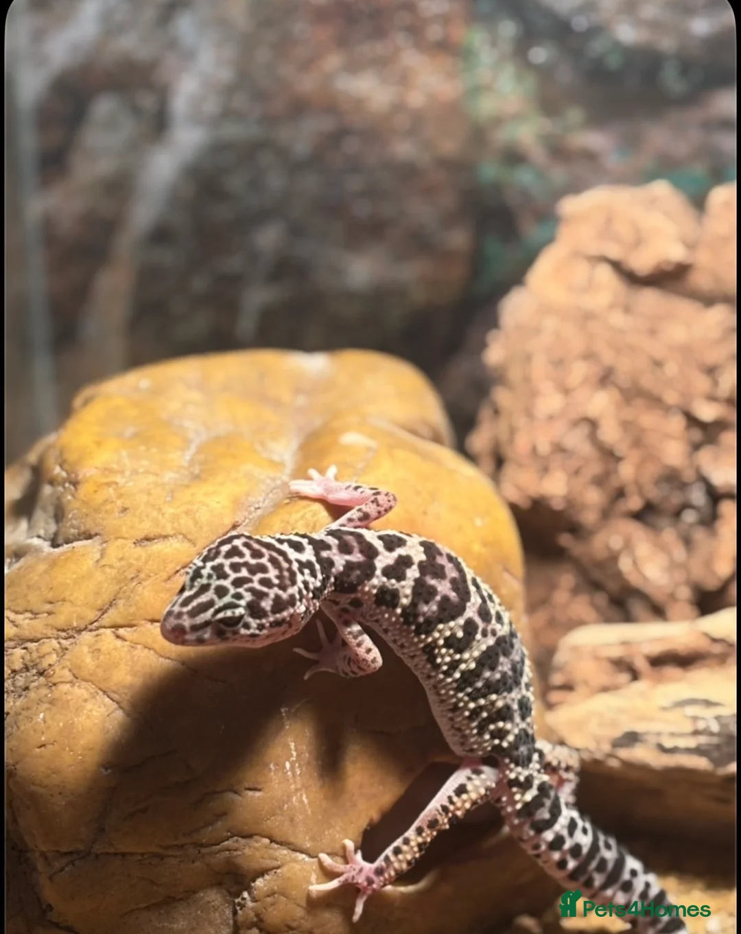 Leopard Gecko reptiles for sale: Snow tug leopard gecko and full set up - Advert 4