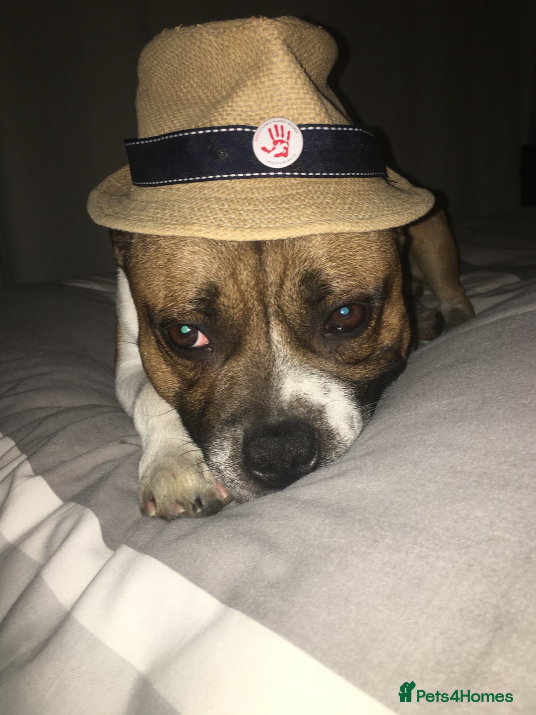 Staffordshire Bull Terrier dogs for stud: Proven Staffordshire Bull Terrier for Stud  - Image 30