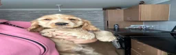 Cocker Spaniel dogs for sale: 1 SHOW stunning true to the type show cocker 🐶  - Advert 5