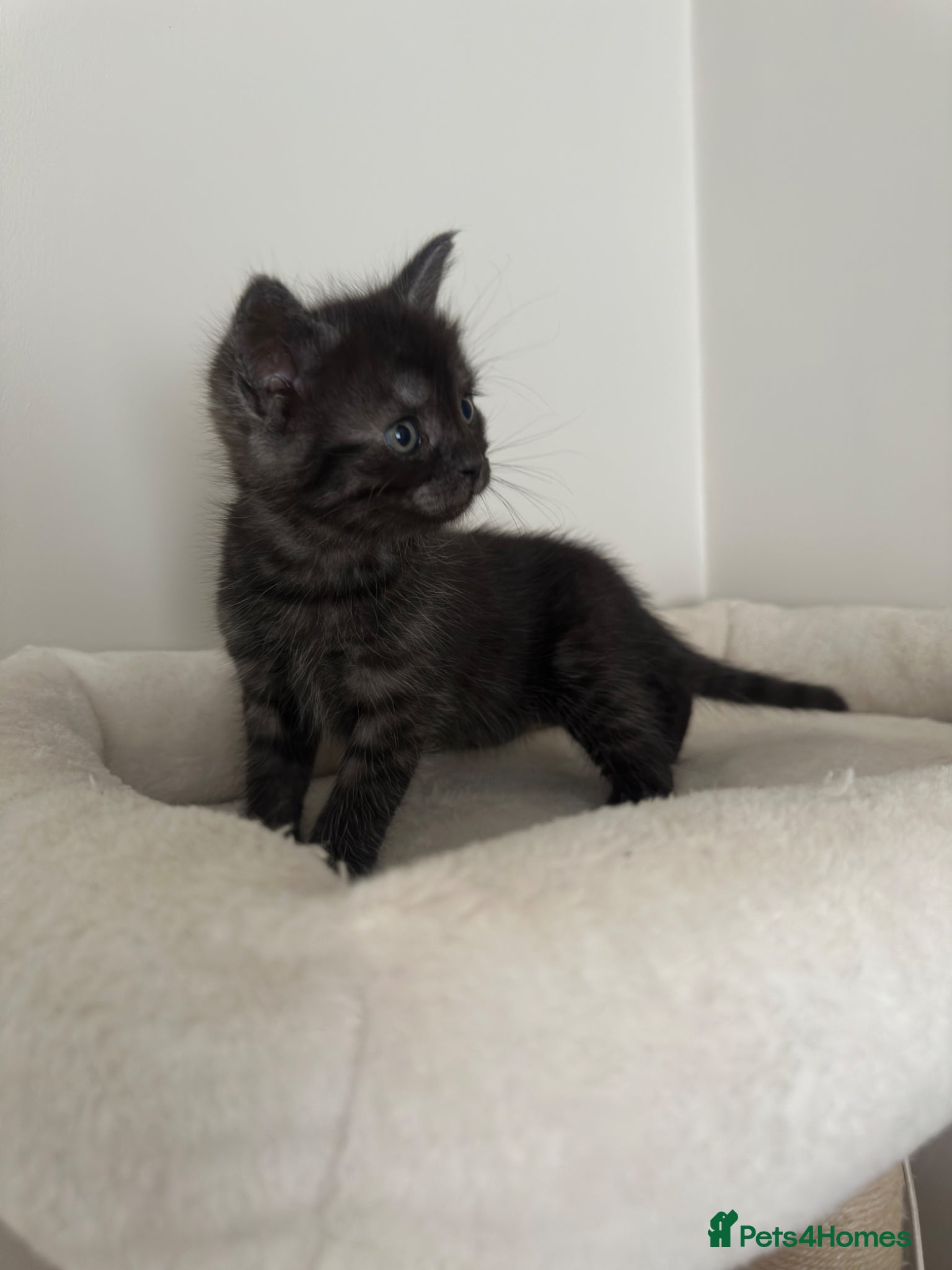 Mixed Breed cats for sale: Maine coon mix breed kittens  - Advert 4