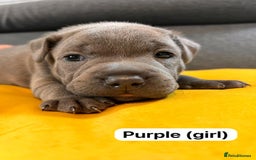 Staffordshire Bull Terrier dogs for sale:   Champion-KC.Reg.Blue Staffordshire Bull Terrier  - Image 25