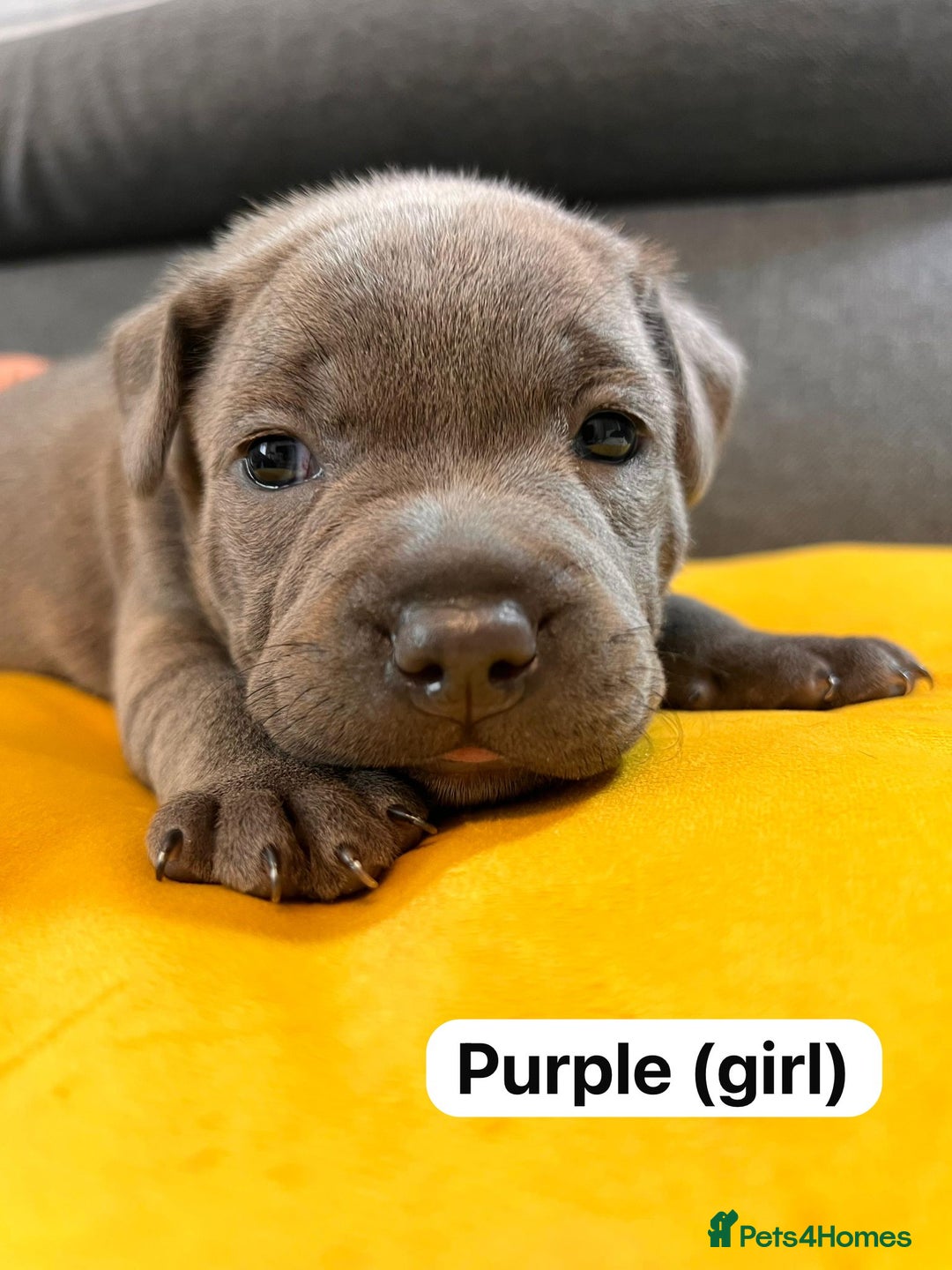 Staffordshire Bull Terrier dogs for sale:   Champion-KC.Reg.Blue Staffordshire Bull Terrier  - Image 25