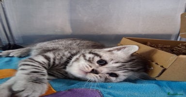 British Shorthair cats - Advert 10