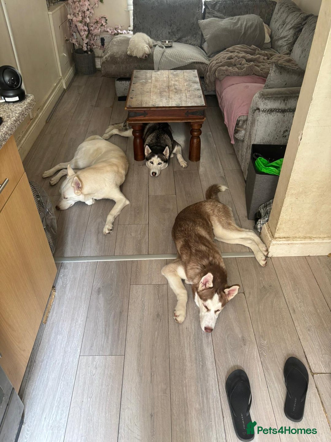 Mixed Breed dogs for sale: Rehoming beautiful husky puppy  - Image 7