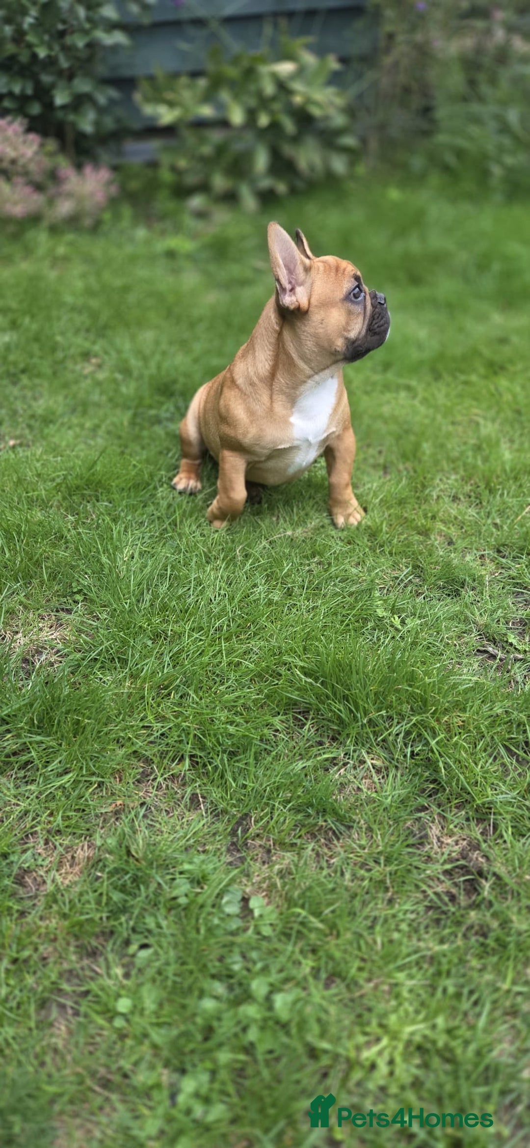 French Bulldog dogs for sale: Older pups needing a home - Image 4