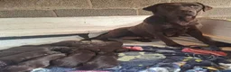Labrador Retriever dogs for sale: Beautiful KC Registered Chocolate Labrador puppies - Advert 6
