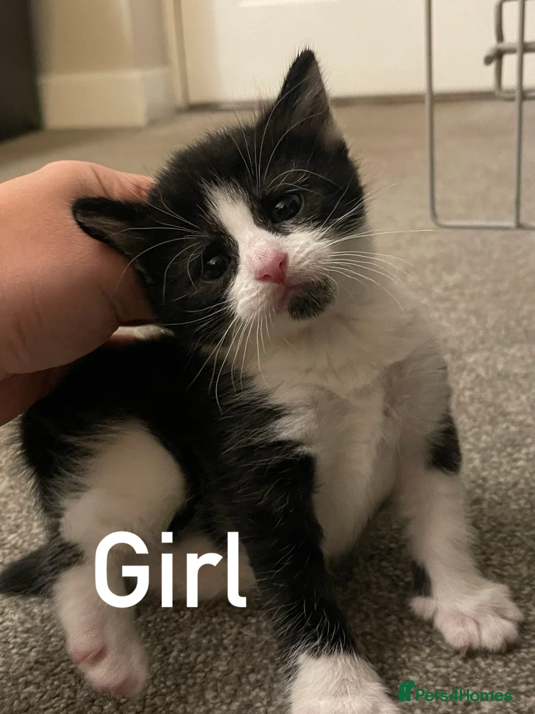 British Shorthair cats for sale: 2 LEFT BEAUTIFUL KITTENS - Advert 2
