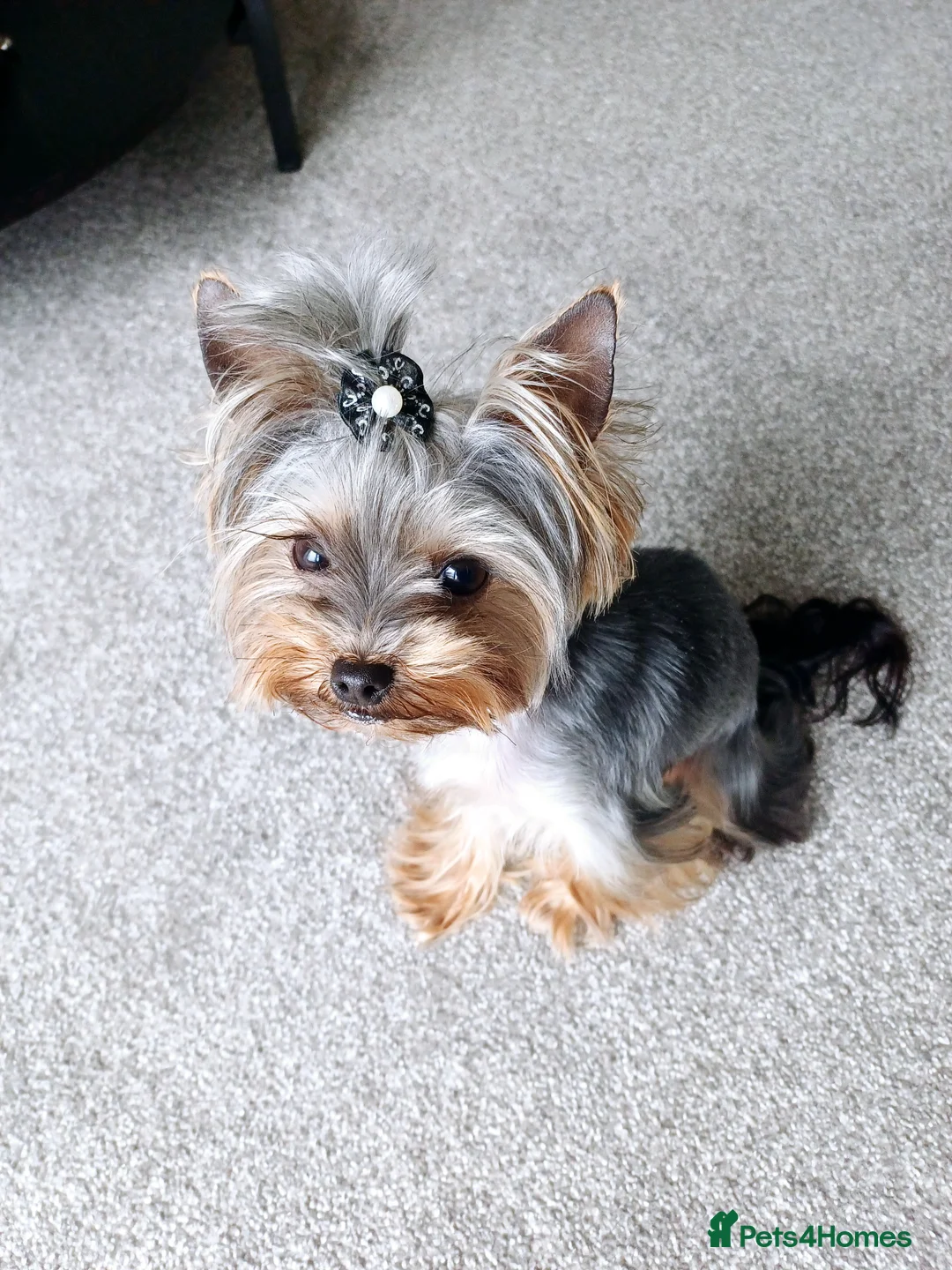 Yorkshire Terrier dogs for stud:  900grams !! The smallest cutest boy in Uk  in Bedford - Advert 30