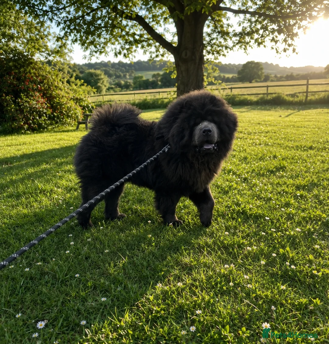 Chow Chow dogs for stud: Stunning Blue Chow Chow Stud – DWKC Registered - Advert 8