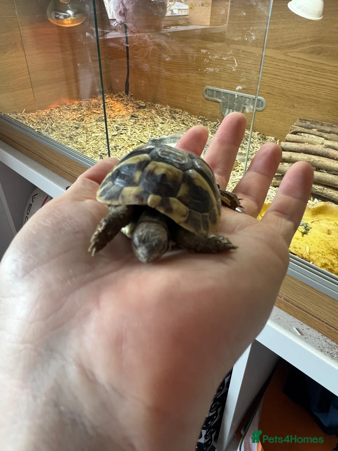 Tortoise reptiles for sale: Herman tortoise great little character.  in Bristol - Advert 1