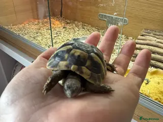 Tortoise reptiles Herman tortoise great little character. - Advert 12