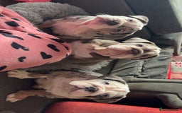 Olde English Bulldogge dogs for sale: Old English bulldog pups fluffy carriers❤️ - Image 40