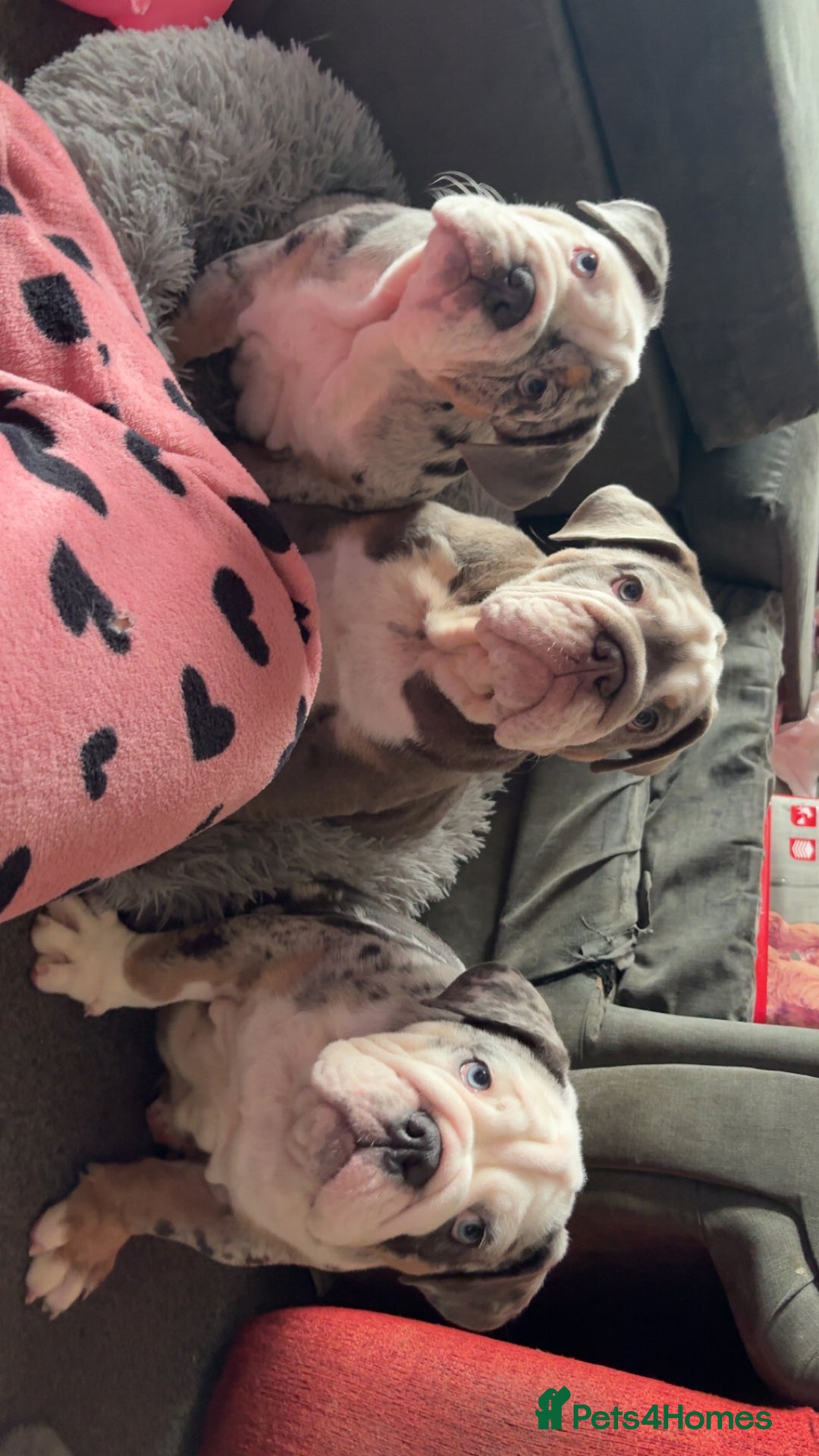 Olde English Bulldogge dogs for sale: Old English bulldog pups fluffy carriers❤️ - Image 40
