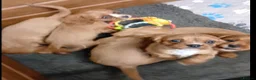 Cavalier King Charles Spaniel dogs for sale: Cute Cavalier boys guaranteed healthy by the vet   - Advert 3