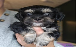Shih Tzu dogs for sale: Beautiful Shih Tzu Puppies READY TO LEAVE SATURDAY - Image 13