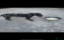 Lurcher dogs for sale: Saluki greyhound x collie greyhound  - Image 9