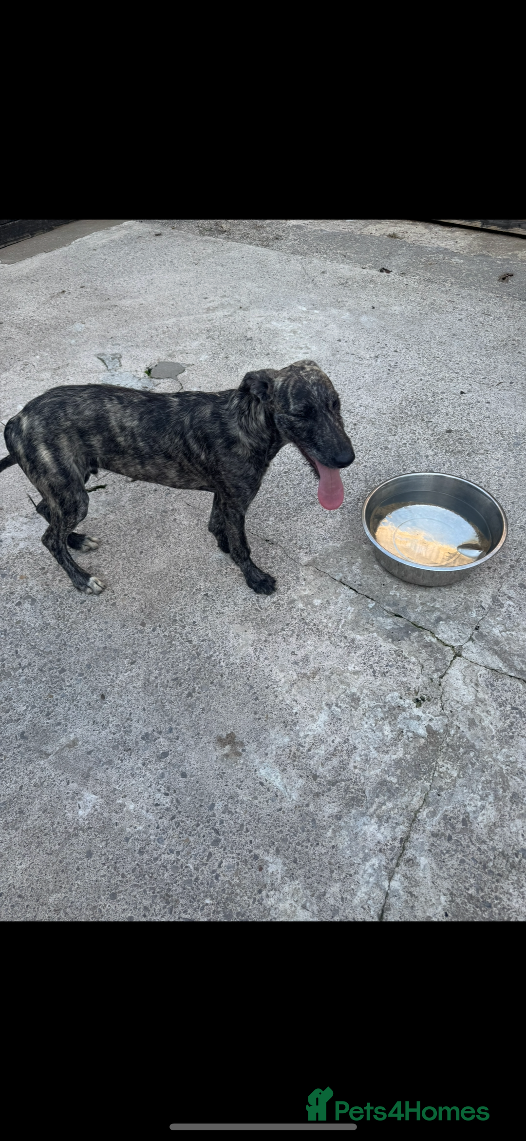 Lurcher dogs for sale: Saluki greyhound x collie greyhound  - Image 9