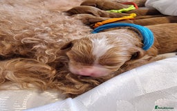 Cavapoo dogs for sale: Stunning F1 Cavapoo puppies, DNA tested parents  - Image 18