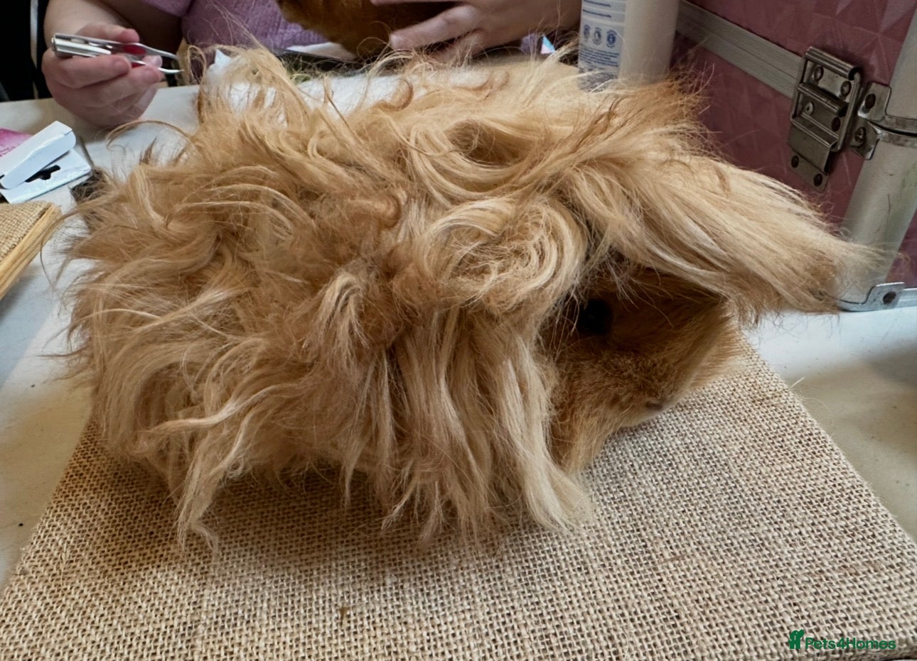 Guinea Pig rodents DE Golden Lunkarya - Advert 1