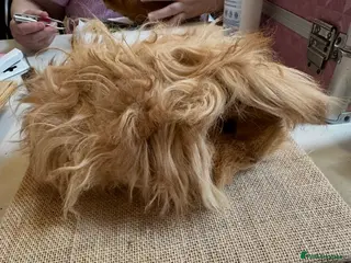 Guinea Pig rodents for sale: DE Golden Lunkarya - Advert 1