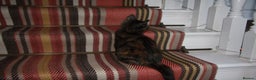 Mixed Breed cats for sale: Little girl ready to go ASAP - Advert 2