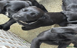 Labrador Retriever dogs for sale: Lab pups x9. - Image 6