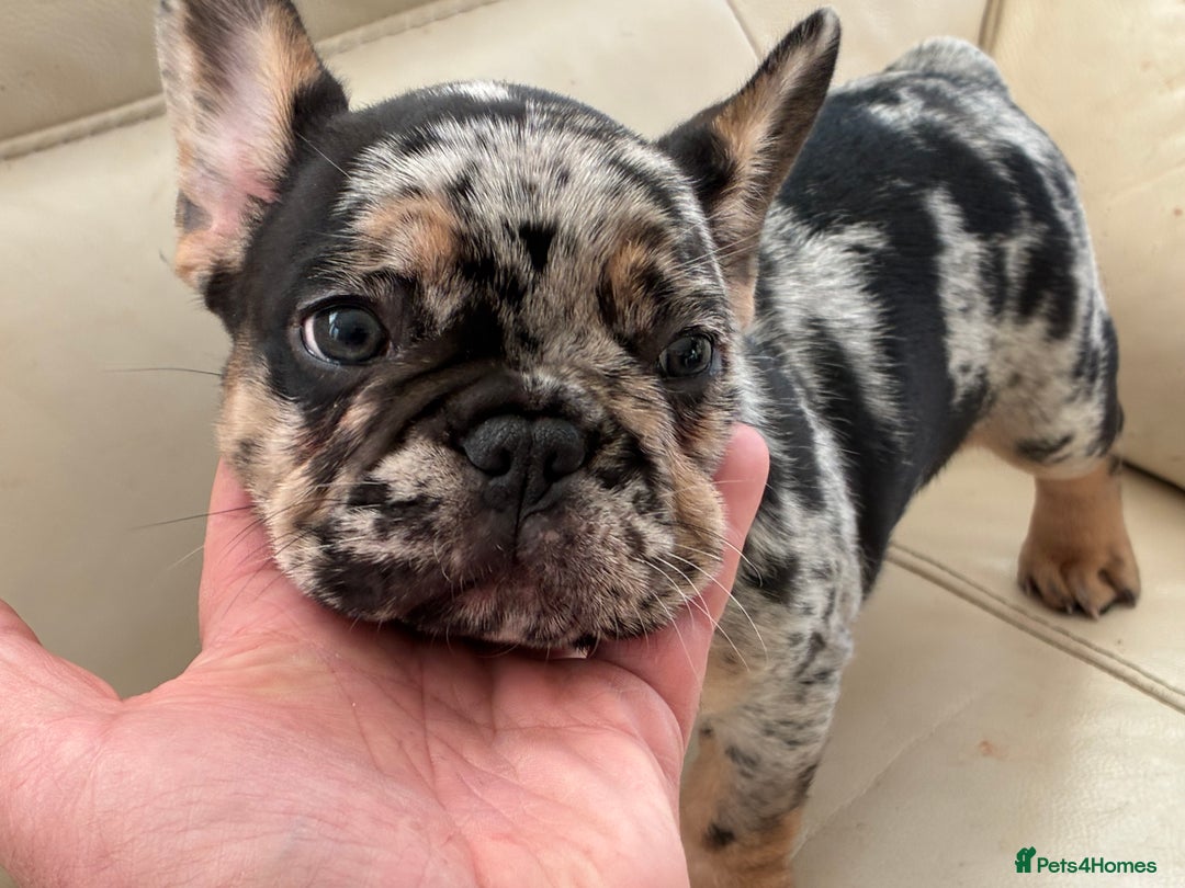 French Bulldog dogs for sale: French bulldog - Advert 9