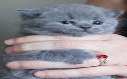 British Shorthair cats for sale: Blue bsh boy looking for his forever home.  - Image 3